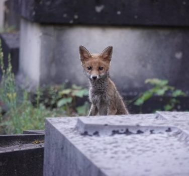 Paris Animal, une histoire qui dure